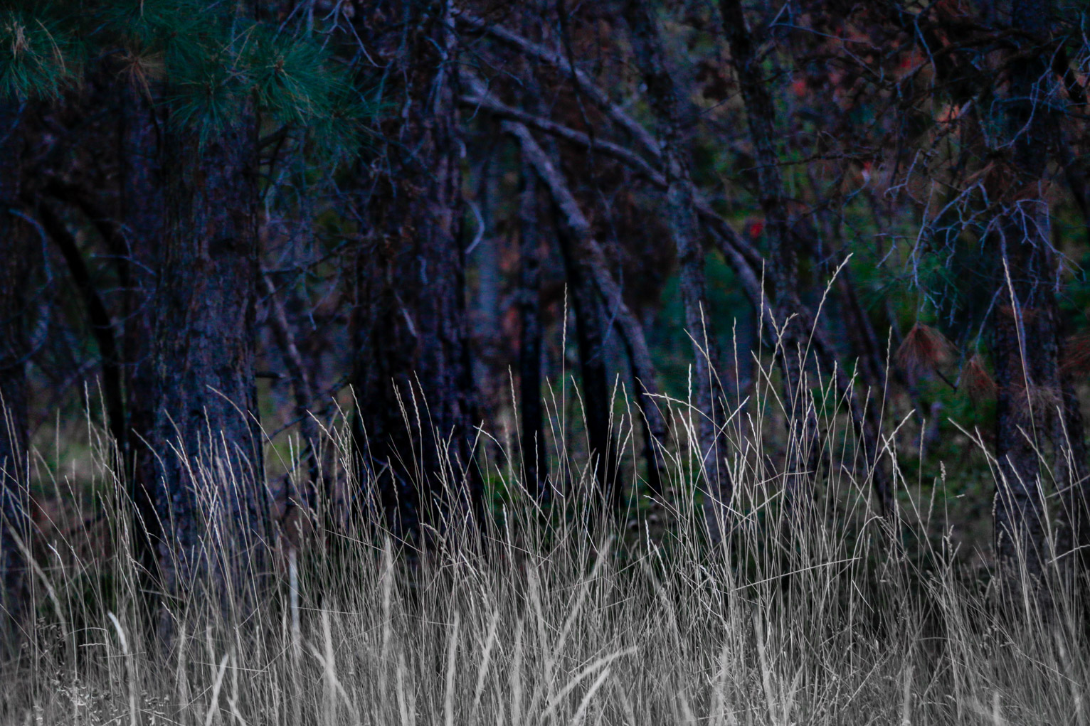 dry grass contrasts against dark ponderosa pine trunks and needles